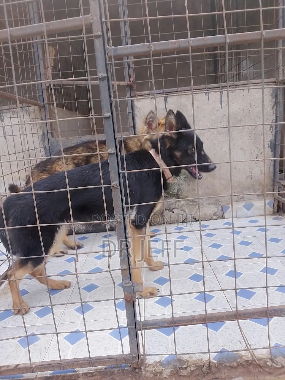 Animal Health Services