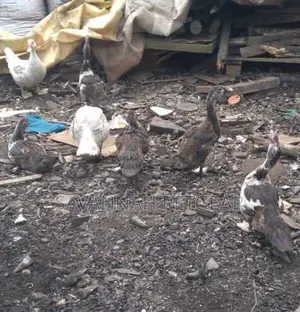 Muscovy Ducks Muscovy Ducklings - 2 Months