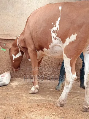 Super Pedigree Heifers