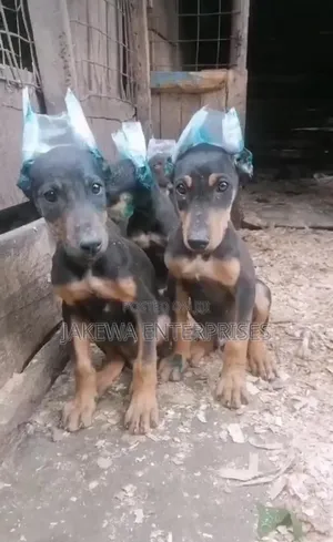 1-3 months Male Purebred Doberman Pinscher