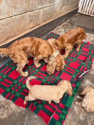 1-3 months Male Purebred Cocker Spaniel