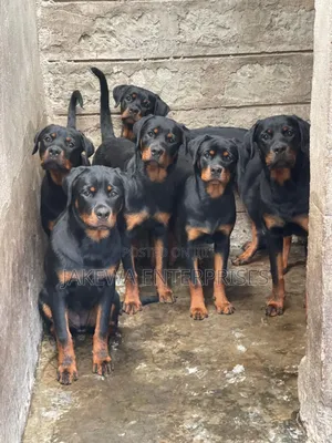 3-6 months Male Purebred Rottweiler