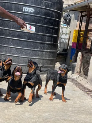 6-12 months Female Purebred Rottweiler
