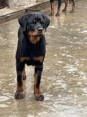 3-6 months Female Purebred Rottweiler