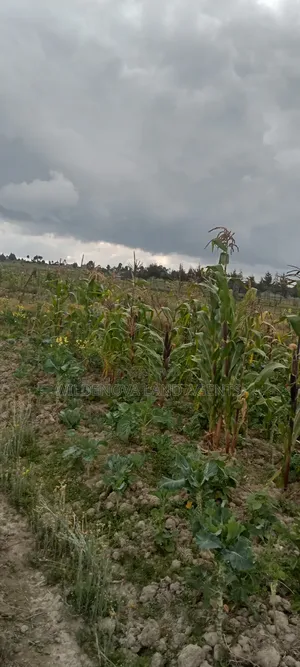 Plot on Sale at Magumu Kinangop