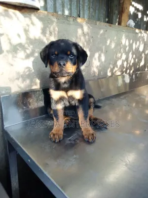 1-3 months Male Purebred Rottweiler