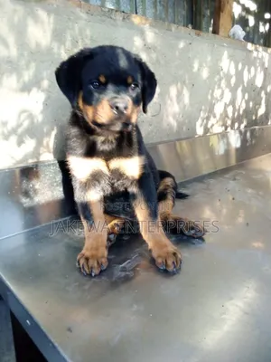 1-3 months Male Purebred Rottweiler