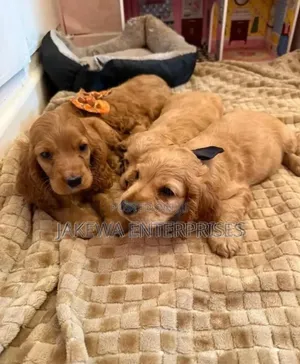 1-3 months Female Purebred Cocker Spaniel