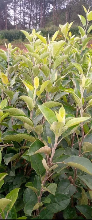 Grafted Apple Variety Seedlings