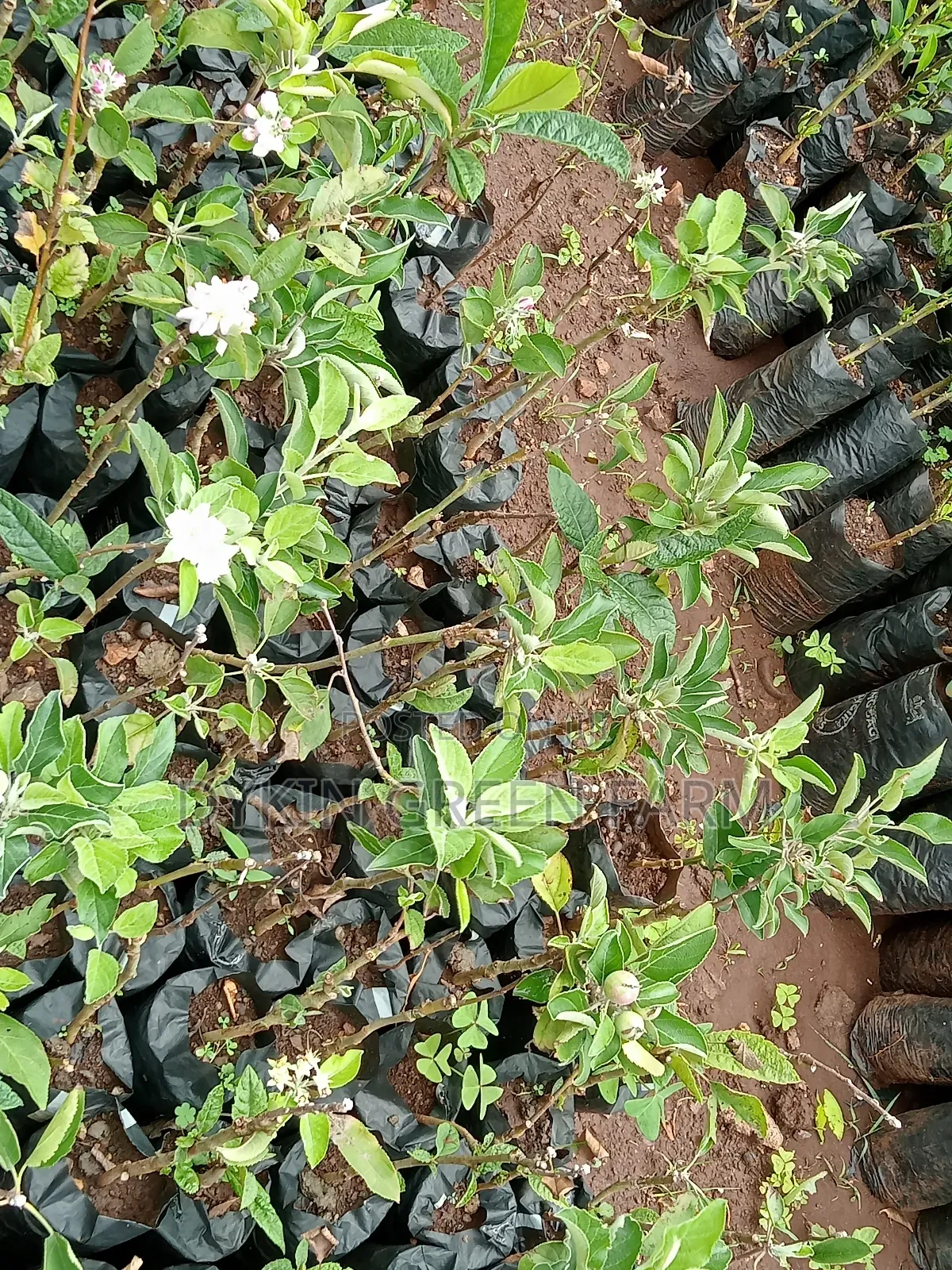 Grafted Apple Variety Seedlings
