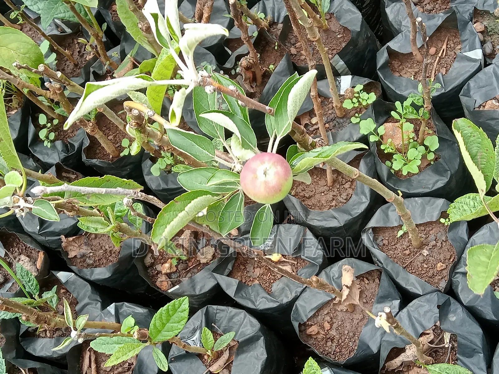 Grafted Apple Variety Seedlings