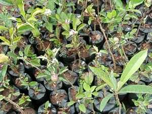 Grafted Apple Variety Seedlings