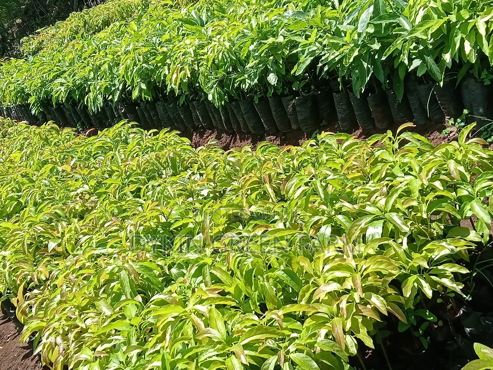 Grafted Hass Avocado Seedlings