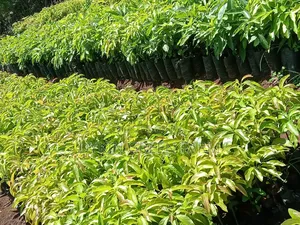 Grafted Hass Avocado Seedlings