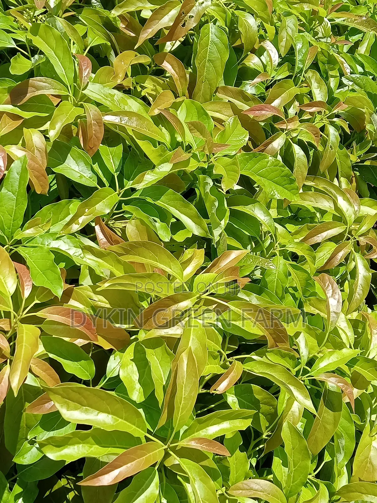 Grafted Hass Avocado Seedlings