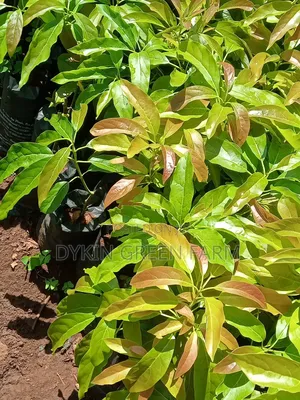 Grafted Hass Avocado Seedlings