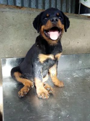 1-3 months Male Purebred Rottweiler
