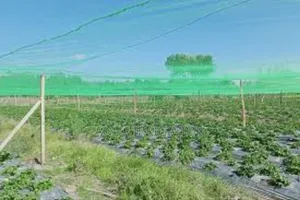 Reliable Bird Nets for a Bird-Free Garden
