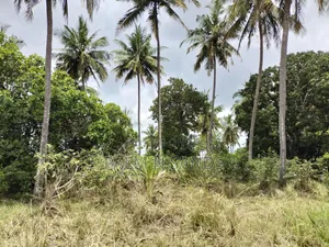36 Acre Farmland on Sale in Mabokoni! 