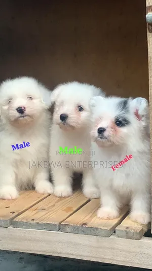 3-6 months Female Purebred Havanese