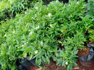 Pepino Melon