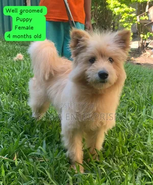 3-6 months Female Purebred Japanese Spitz