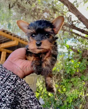 1-3 months Male Purebred Yorkshire Terrier