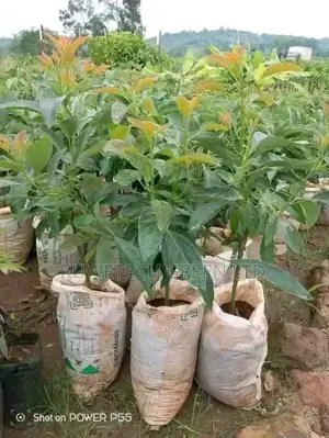 Big Size Grafted Hass Avocado Seedlings