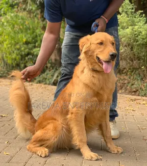 1-3 months Male Purebred Golden Retriever