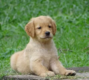 1-3 months Male Purebred Golden Retriever
