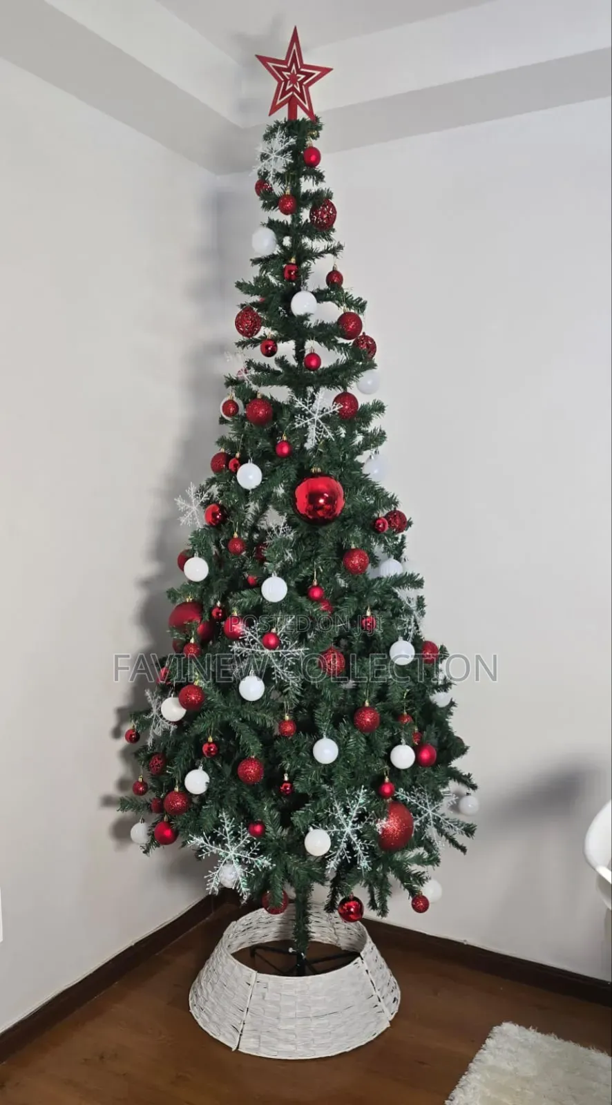 Green Cyprus Christmas Trees