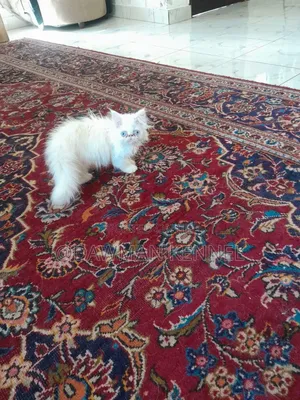 1-3 months Female Purebred Persian