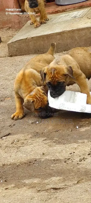 1-3 months Male Purebred Boerboel