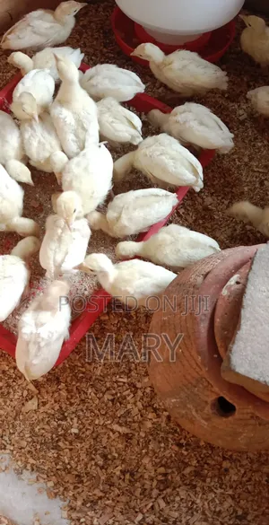 Farm Animal