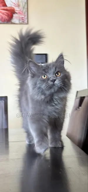 3-6 months Male Purebred Maine Coon