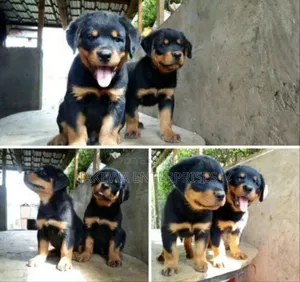 1-3 months Male Purebred Rottweiler
