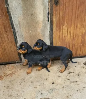 1-3 months Male Purebred Rottweiler
