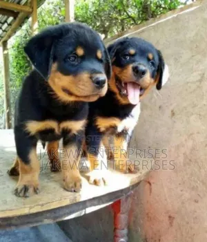 1-3 months Female Purebred Rottweiler