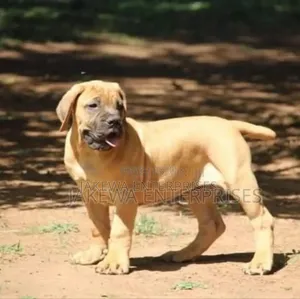 1-3 months Female Purebred Boerboel