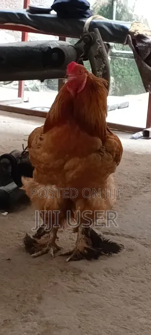Brahma Chickens Offer
