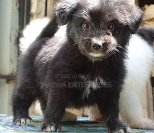 1-3 months Female Purebred Havanese