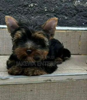 1-3 months Male Purebred Yorkshire Terrier