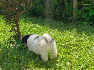 1-3 months Male Purebred Havanese
