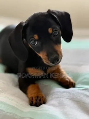 1-3 months Male Purebred Dachshund