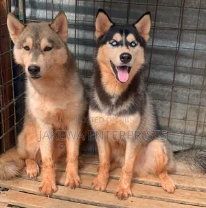 6-12 months Male Purebred Siberian Husky