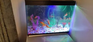Full Set Aquarium With 10fish