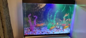 Full Set Up Aquarium With Lots of Fish