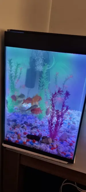 Fully Equipped Aquarium Fish Tank With Fish