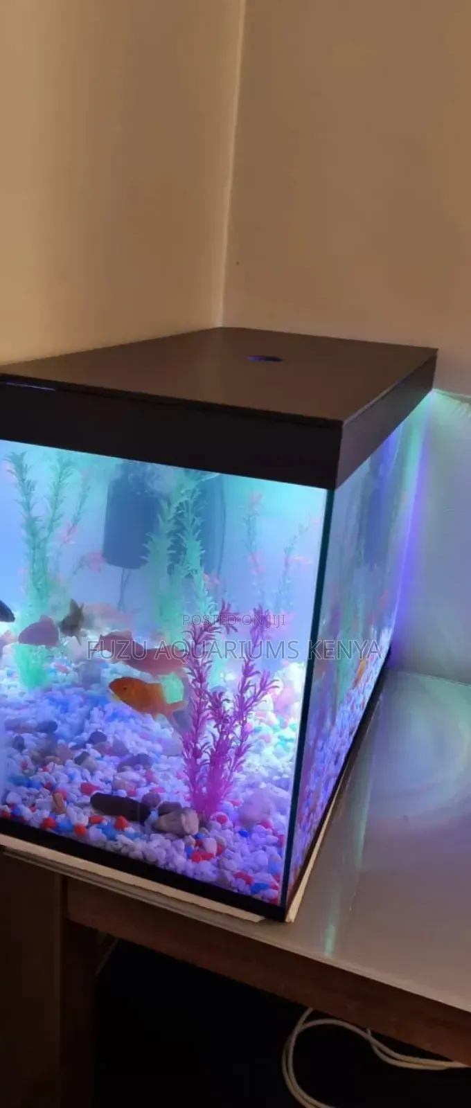 Fully Equipped Aquarium Fish Tank With Fish