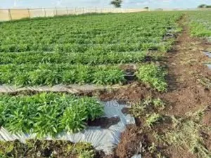 Mulch Films and Their Role in Greenhouse Management